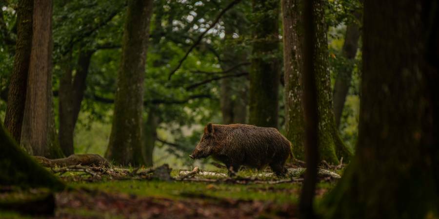 Black beast in its woods 01, Yvelines
